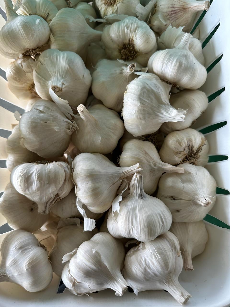 Garlic Display